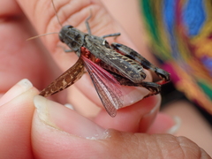 Calliptamus barbarus barbarus