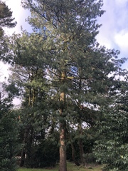 Pinus wallichiana