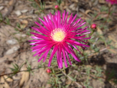Lampranthus multiradiatus