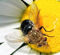 Archytas analis