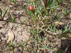 Lampranthus multiradiatus