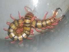 Scolopendra sumichrasti