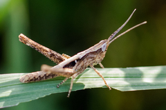 Acantherus piperatus