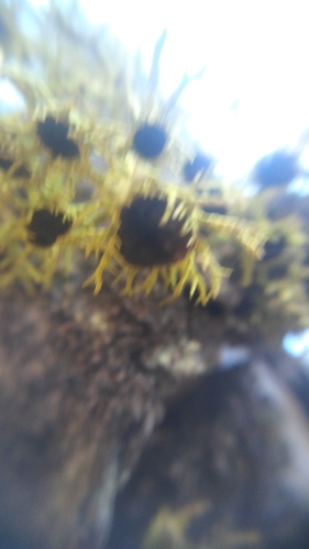iNaturalist observation photo of Brown-eyed Wolf Lichen