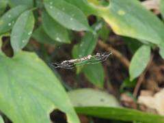 Cyclosa confusa