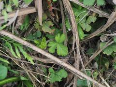 Potentilla hebiichigo