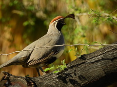 Callipepla gambelii