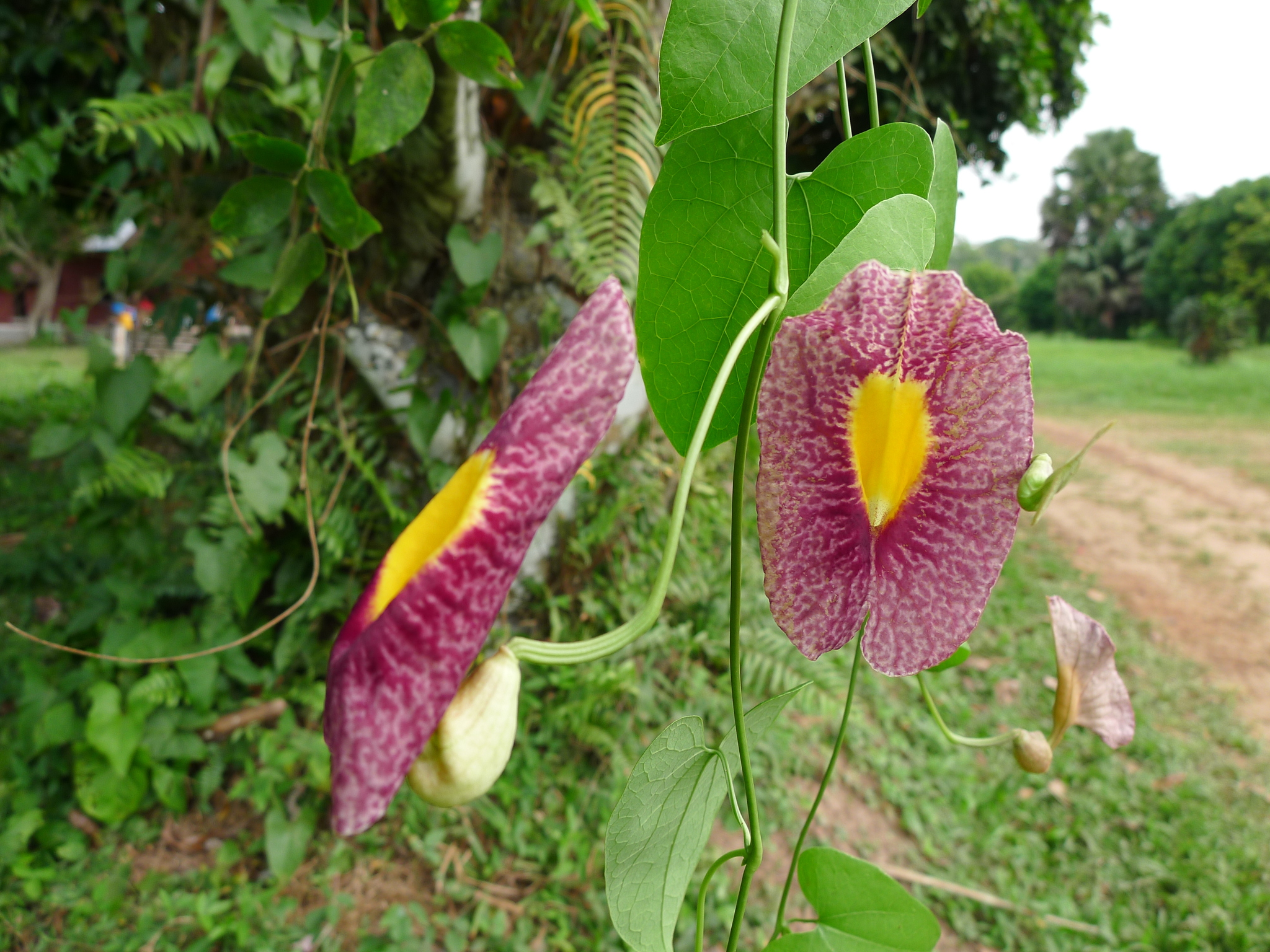 Aristolochia odoratissima