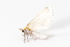 Philtraea paucimacula