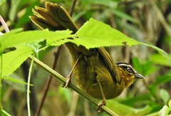 Kleinothraupis atropileus atropileus