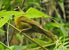Kleinothraupis atropileus atropileus