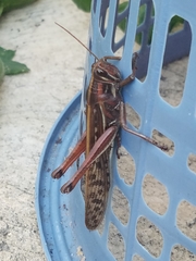 Schistocerca piceifrons