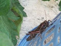 Schistocerca piceifrons