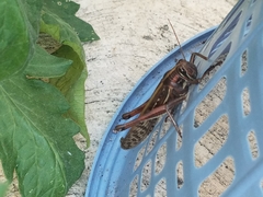 Schistocerca piceifrons