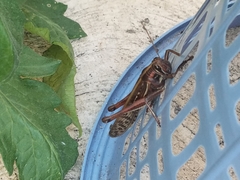 Schistocerca piceifrons