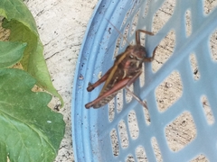 Schistocerca piceifrons