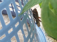 Schistocerca piceifrons