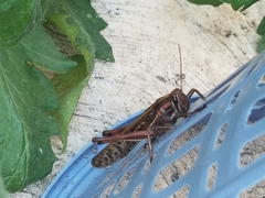 Schistocerca piceifrons