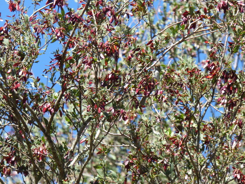 Image of Willow-Leaf Red Quebracho (Schinopsis balansae) by (c) Pablo H Capovilla, some rights reserved (CC BY)