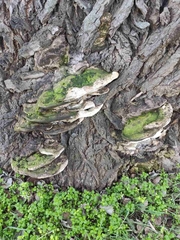 Rigidoporus ulmarius