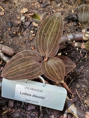 Ludisia discolor