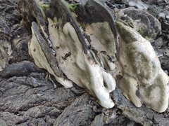 Rigidoporus ulmarius