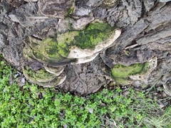 Rigidoporus ulmarius