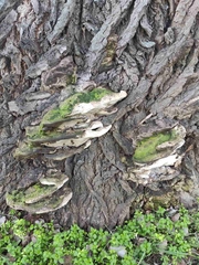 Rigidoporus ulmarius