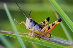 Boopedon flaviventris
