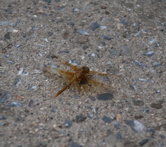 Sympetrum striolatum imitoides