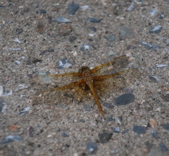 Sympetrum striolatum imitoides