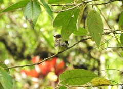 Leptopogon rufipectus