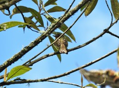 Leptopogon rufipectus