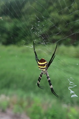 Argiope amoena