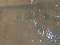 Striuntius lateristriga