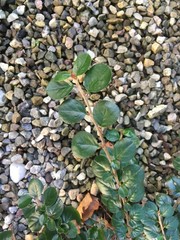 Cotoneaster hjelmqvistii