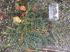 Cotoneaster hjelmqvistii