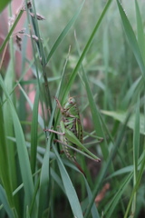 Gampsocleis sedakovii