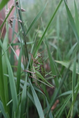 Gampsocleis sedakovii