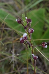Zaluzianskya elongata
