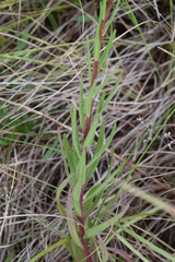 Zaluzianskya elongata