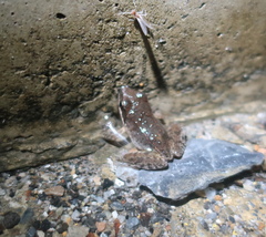 Rana huanrensis