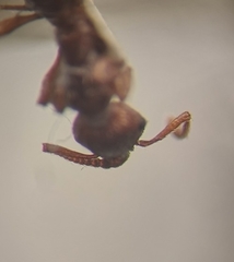 Myrmica stangeana