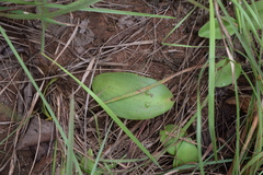 Eriospermum mackenii