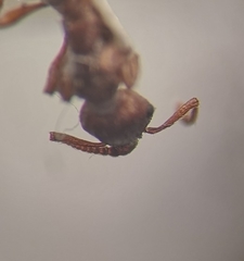Myrmica stangeana