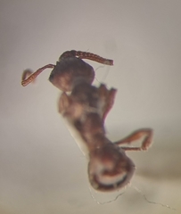 Myrmica stangeana