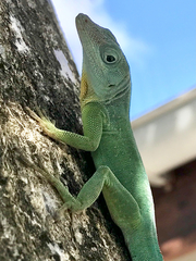 Anolis marmoratus