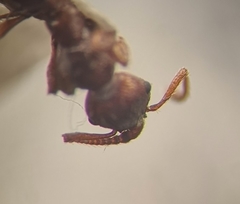 Myrmica stangeana