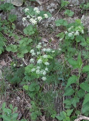 Aulacospermum multifidum