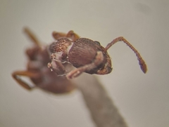 Myrmica stangeana